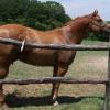Scandalous Hint.  AQHA.  5X WC Producer, Superior Producer.  Not for Sale.