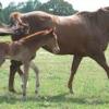 Lady with ladyzman, her 2011 colt.