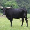 blackie.  Non-registered but full blooded longhorn