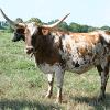 Brindie, non-registered but full blooded longhorn