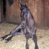 Lionel.  Ebs had her first colt at age 8. Black.