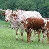 Ezzie.  non-registered but full blooded longhorn...pictured with her 2011 heifer angel.