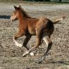 Such an athletic filly.  Ideal youth prospect!  Sweet filly!