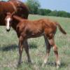 A lena filly.  Lena has produced a foal that was 4th at AQHA Youth WS.