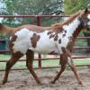 Beatrice, filly by Barlnk Zipcode out of A Preferred Lady