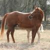 Coolest Lena by Coolest.  1995 AQHA mare.  15.1 hhs.  Breeding sound!