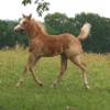 Miss G was quite impressive as a weanling