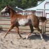 Ruby was bound for a show career until she was injured as a yearling.  has a scar on rear cannon.