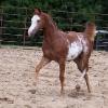 2006 APHA sabino mare.  HYPP NN.  Owls status unknown.