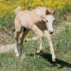 Ruby's Palomino Overo colt.  Her first foal.