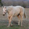 Sheza Golden Tardee at 18.  Phantom's dam.  she won a lot in futurities then became one of our all time best producers.